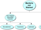 Bacteria Not Stained Concept Map