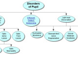Disorders of Pupil Concept Map