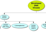 Enveloped DNA Viruses Concept Map