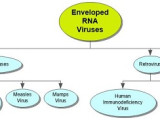 Enveloped RNA Viruses Concept Map