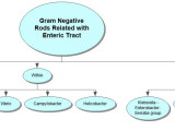 Gram Negative Rods Related With Enteric Tract Concept Map