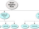 Gram Negative Rods Concept Map