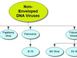 Non-Enveloped DNA Viruses Concept Map