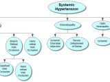 Systemic Hypertension Concept Map