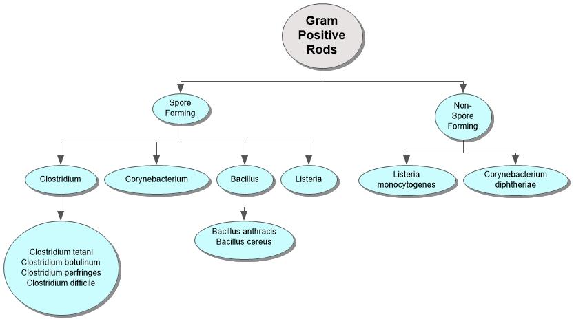 Gram Positive Rods Concept Map