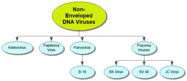 Non-enveloped DNA Viruses Concept Map