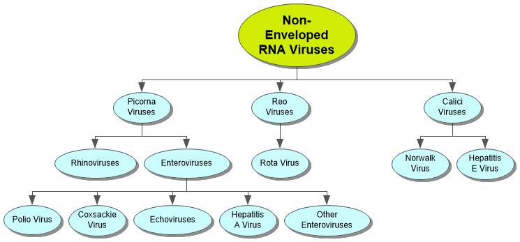 Non Enveloped RNA Viruses Concept Map