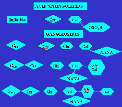 Pgf2 steroid