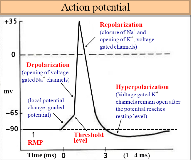 Action Potential – howMed