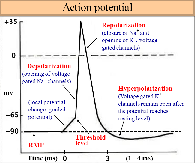 06 Nervous System Action Potential Ap Biology