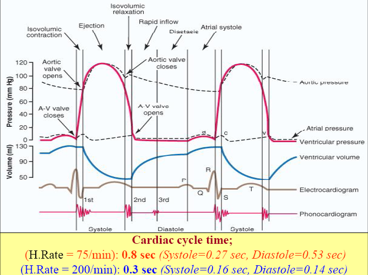 Cardiac Cycle Events