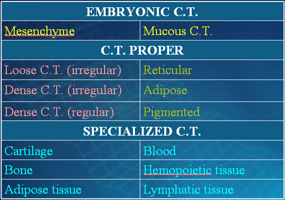 connective tissue concept map