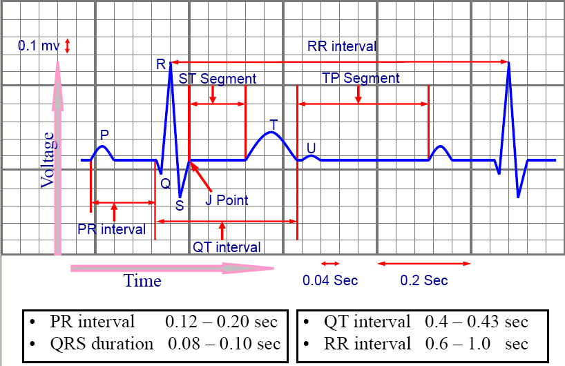 Electrocardiogram Ecg Howmed