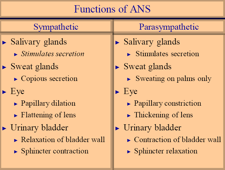 sympathetic and parasympathetic. Sympathetic and