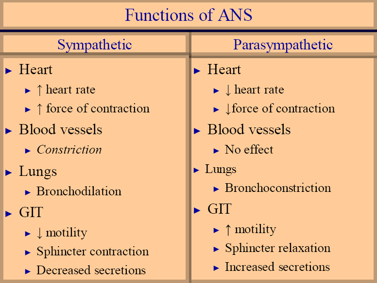 Autonomic Nervous System (ANS): What It Is and How It Works