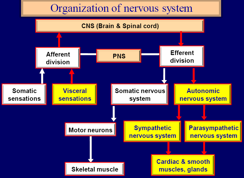 Sympathetic Nervous System Vs Parasympathetic Nervous System Chart