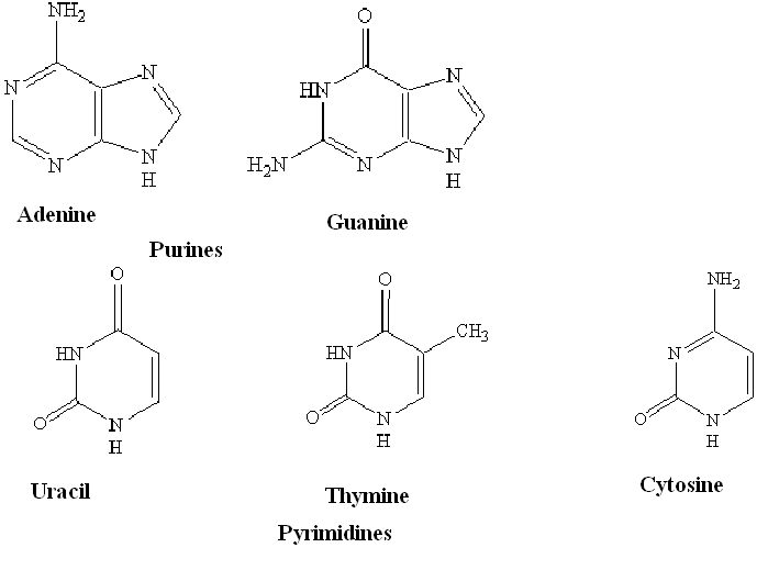 Adenine And Uracil