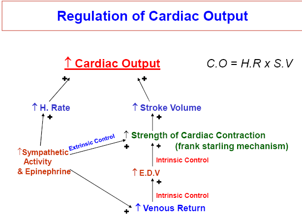 Cardiac Output HowMed