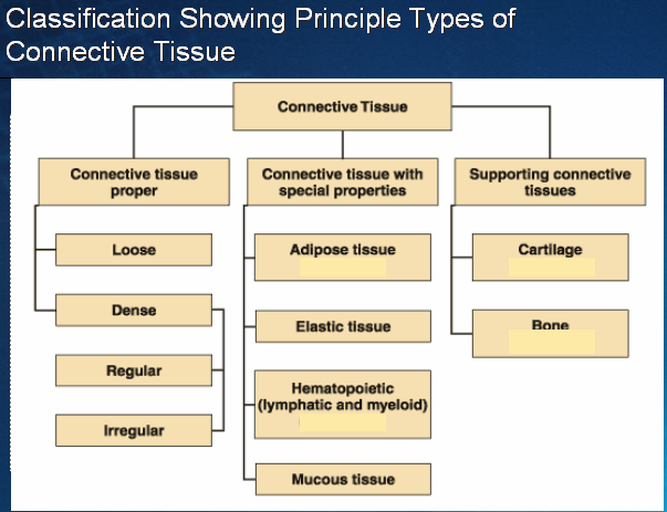 Connective Tissue Slides. Types of Connective Tissues