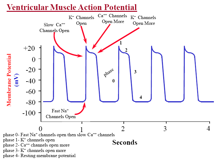 cardiac action potential drugs