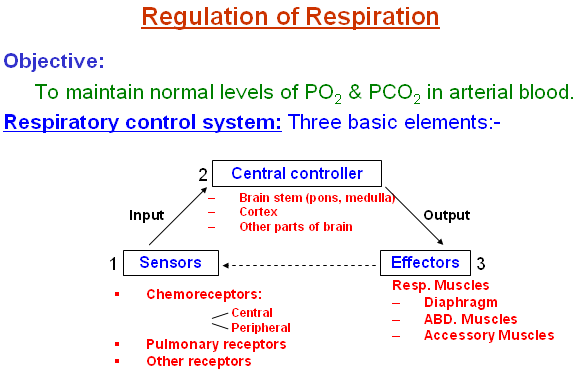 Respiratory Control Center