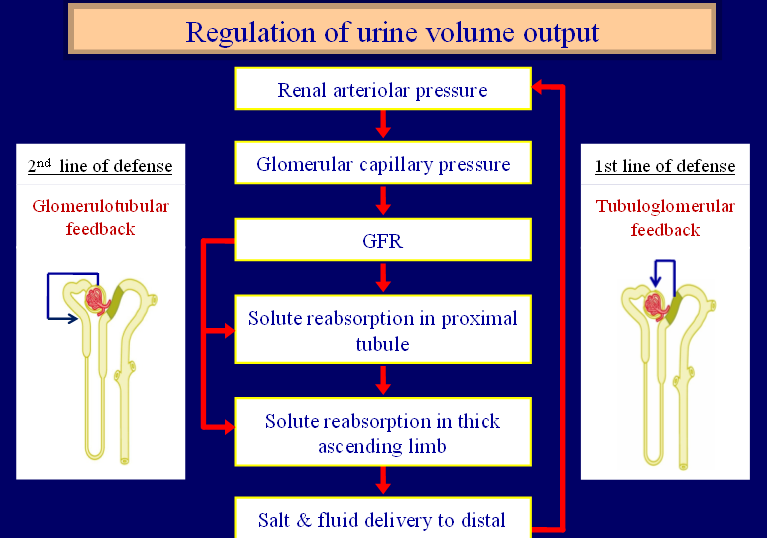 urine output