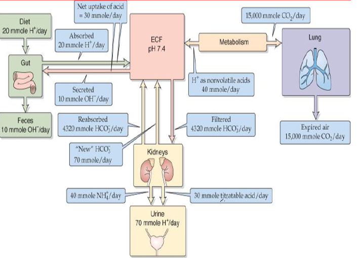 Regulation of Acid-Base Balance – howMed