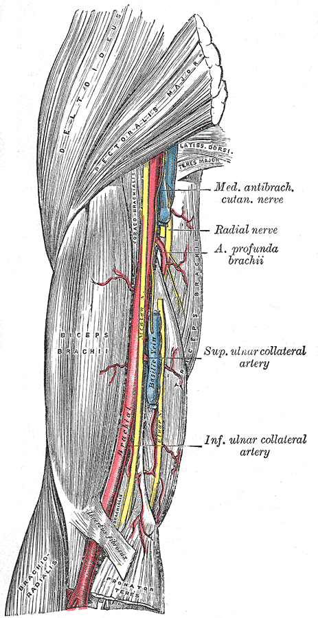 coracobrachialis and brachialis