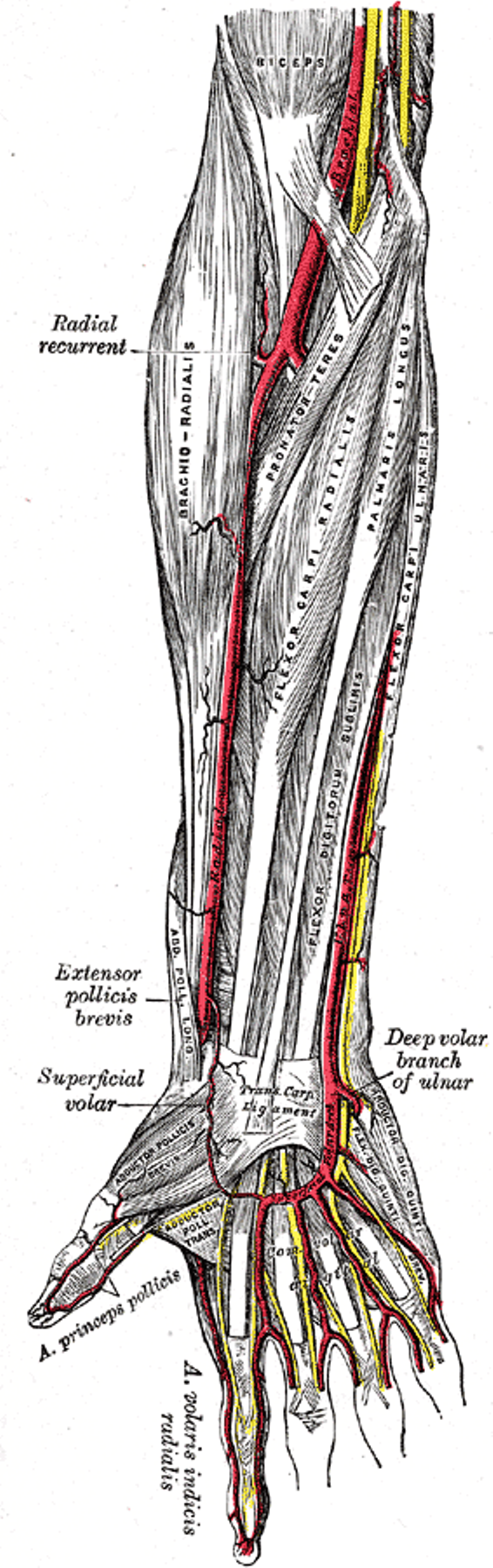 radial artery location