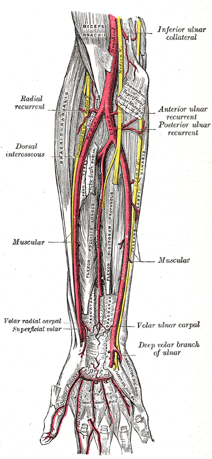 Radial Artery – howMed