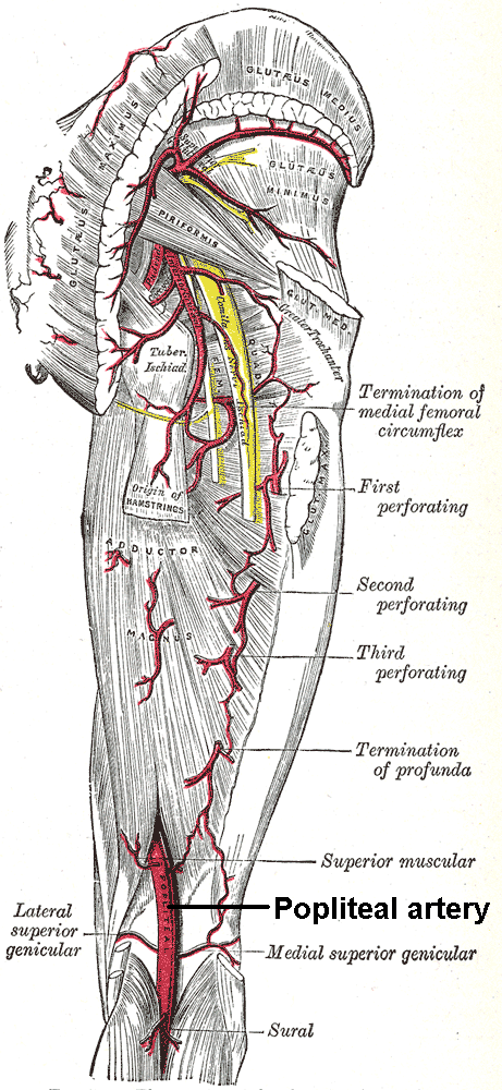 popliteal artery diagram