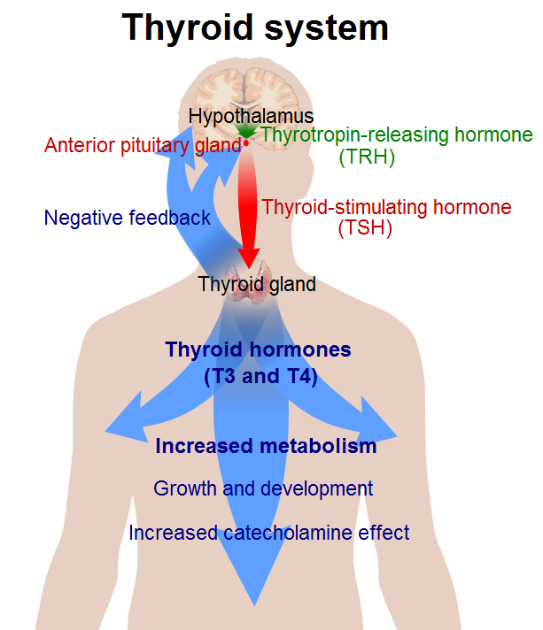 Hormones Of Thyroid Gland Howmed 