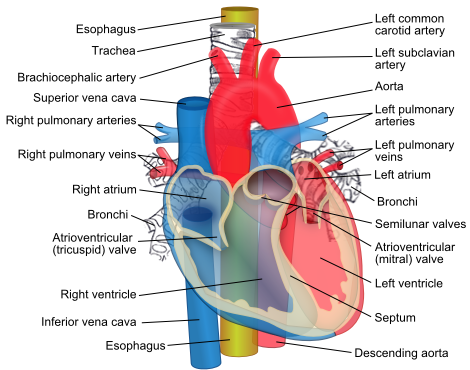 definition of aortic arch