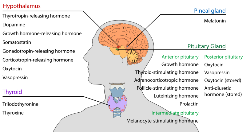 what hormone does the adrenal gland release