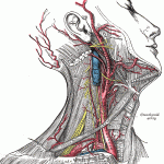 External Carotid Artery External Carotid Artery