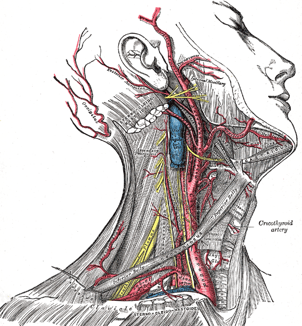 occipital artery