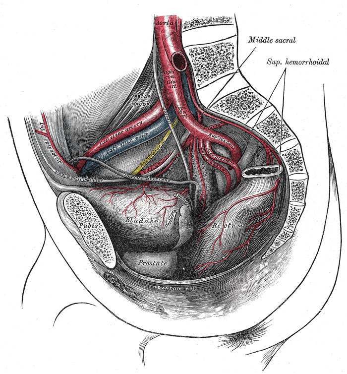 Common Iliac Arteries Howmed