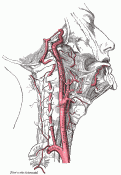 Internal Carotid Artery