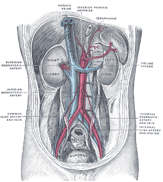 Internal Iliac Artery Howmed