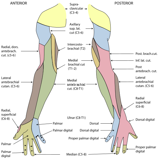 ulnar nerve