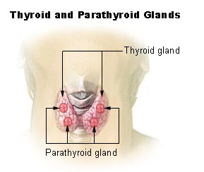 parathyroid