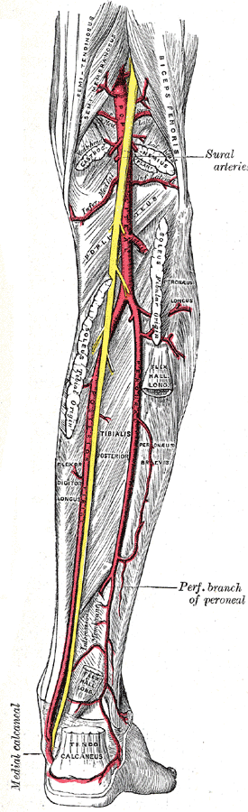 popliteal artery diagram