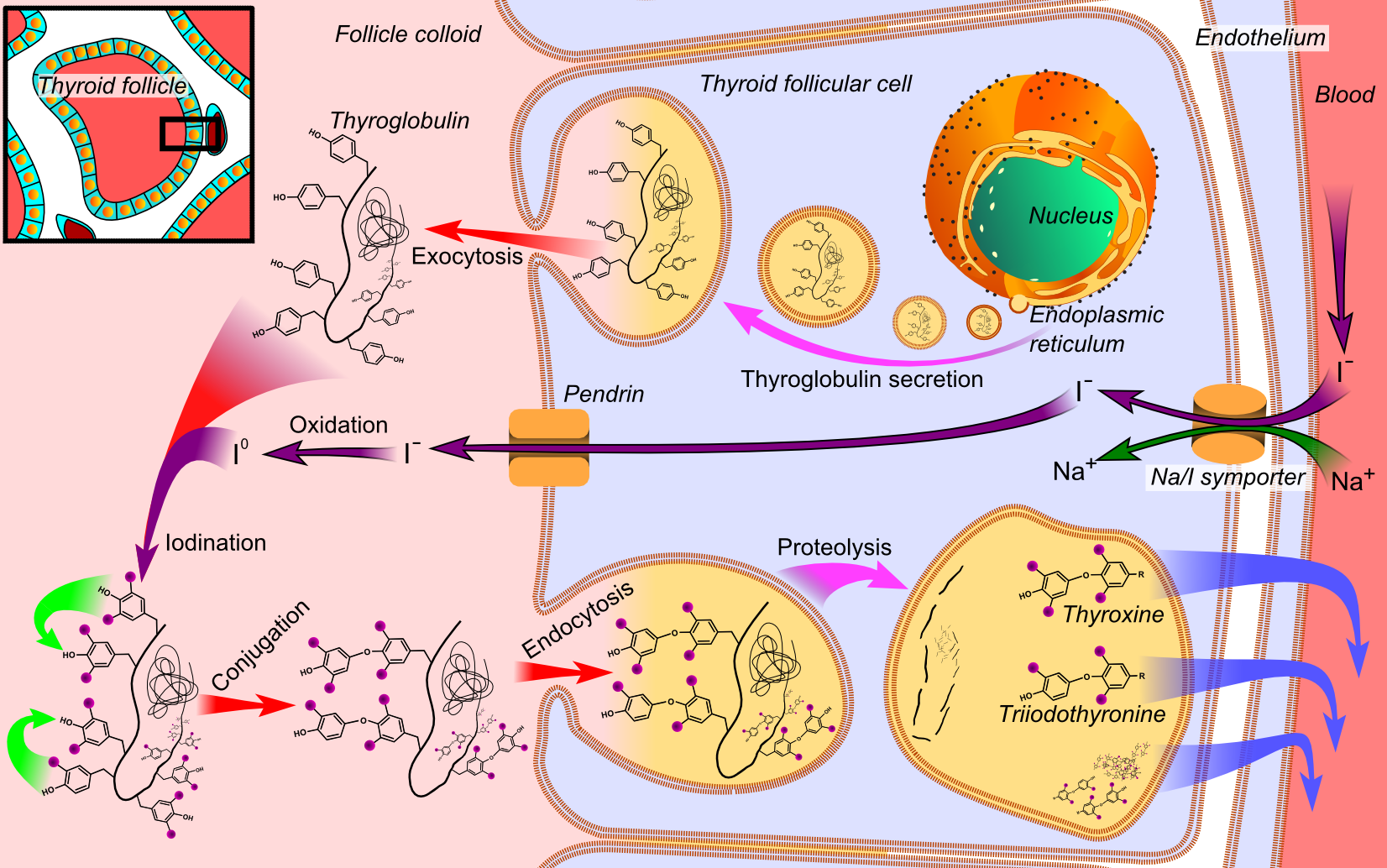 Thyroid Hormones