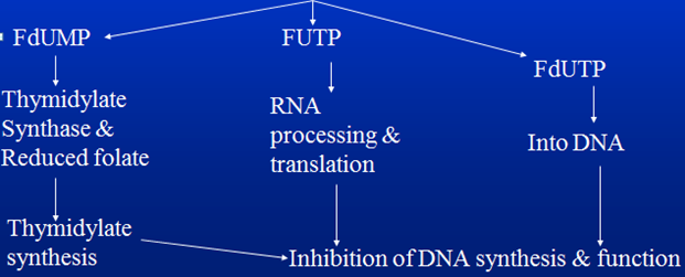 methotrexate and leucovorin mechanism of action