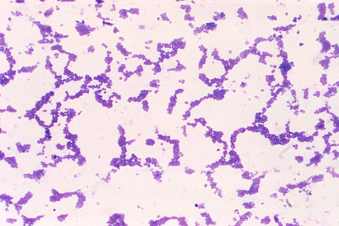 micrococcus luteus gram stain