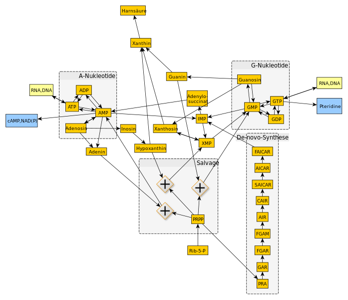 Purine metabolism