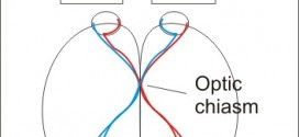 Visual Fields by Confrontation Method