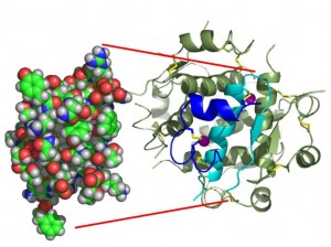 insulin structure 2