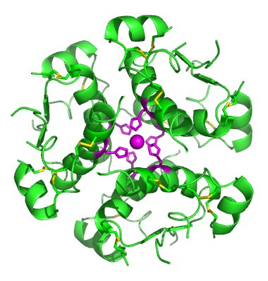 insulin structure