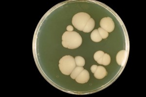 Candida albicans grown at 20 C